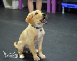 emBARK Beginner Obedience Real Life Rover Classes