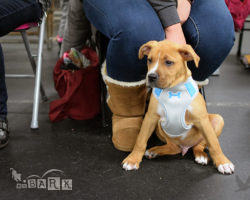 emBARK Puppy Einstein Classes