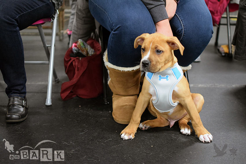 emBARK Puppy Einstein Classes