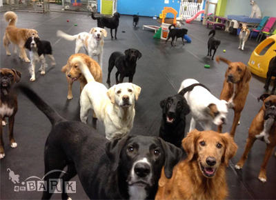 Dog Daycare