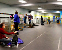 emBARK Dog Fitness and Tricks Classes