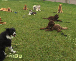 emBARK Dog Fitness and Tricks Classes