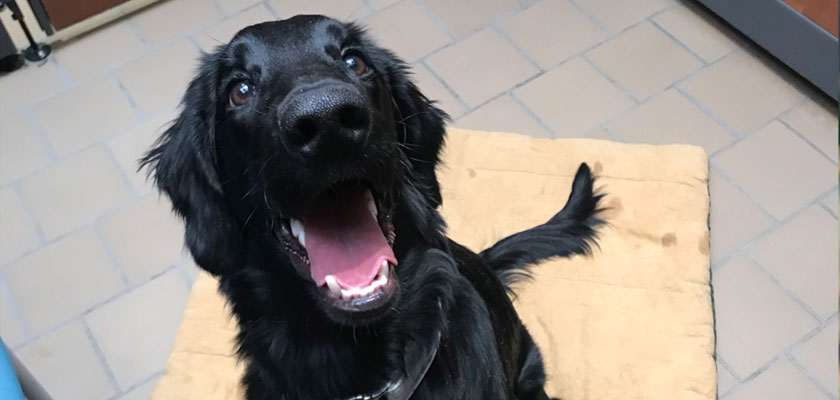 Veterinary Waiting Rooms